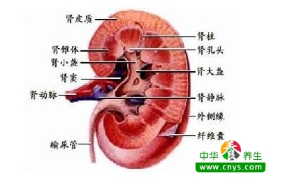 女人肾不好有什么症状 3大信号你注意了吗